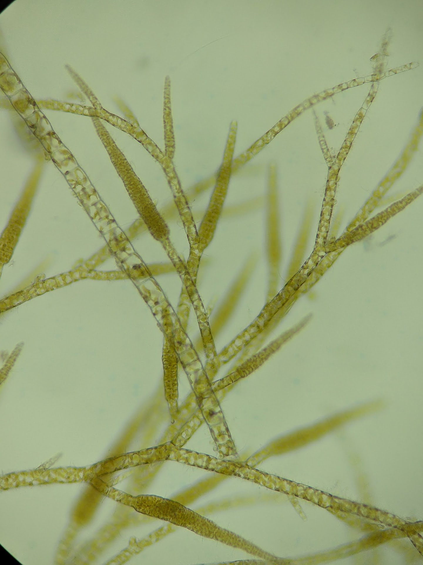 Ectocarpus.